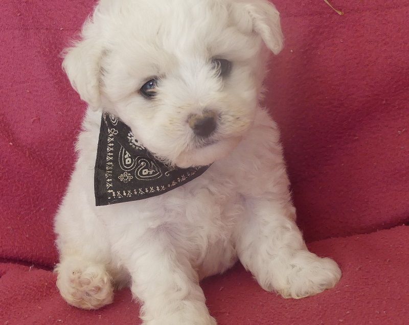 du Domaine des Ecorces - Chiots disponibles - Bichon Frise