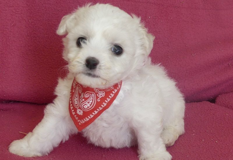 du Domaine des Ecorces - Chiots disponibles - Bichon Frise