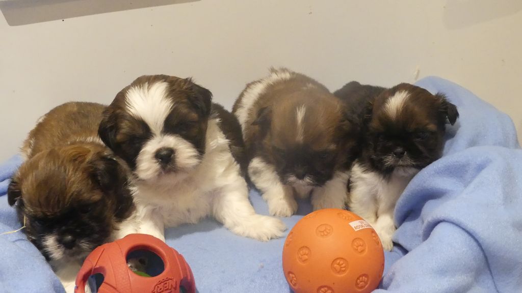 Chiot Shih Tzu du Domaine des Ecorces