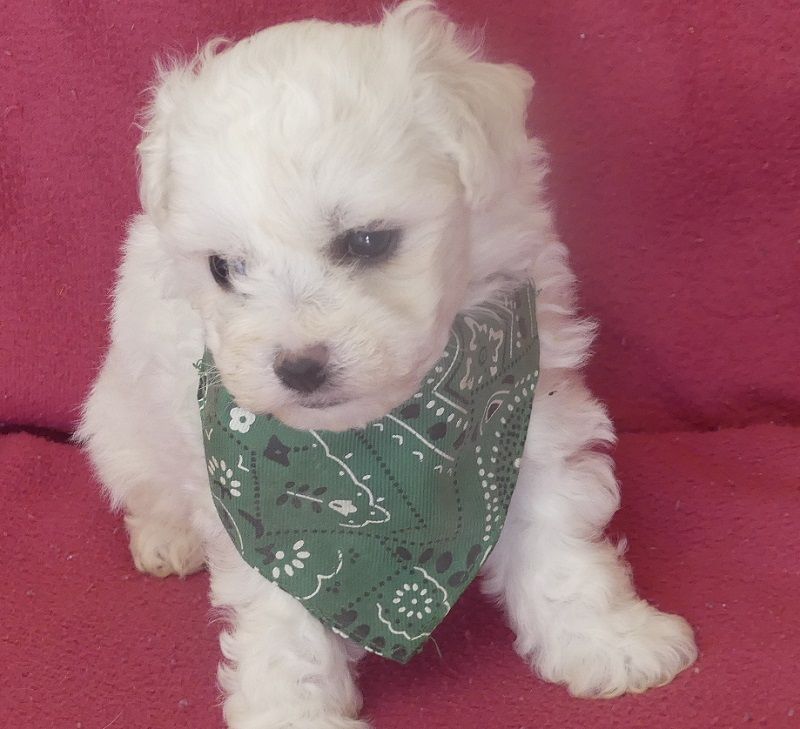 du Domaine des Ecorces - Chiots disponibles - Bichon Frise