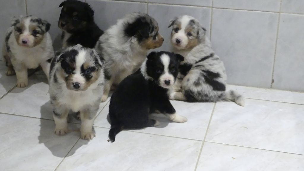 Chiot Berger Australien du Domaine des Ecorces